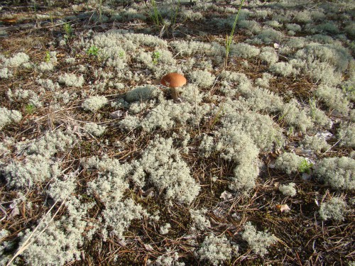 12 подосиновик.jpg (780.04 КБ) 5653 просмотра 12 подосиновик.jpg