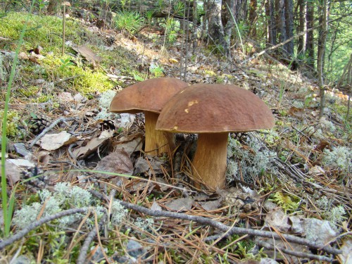 13 белый гриб второго сорта. Или уже третьего.jpg (487.87 КБ) 5630 просмотров 13 белый гриб второго сорта. Или уже третьего.jpg