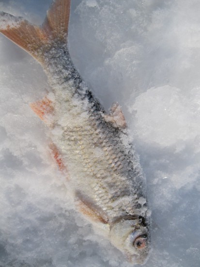 IMG_4102.JPG (151.76 КБ) 5676 просмотров Первый пошел. Через полминуты уже свежемороженный!