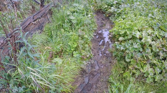 47. Экспедиция на Мультинские озера 2019 - дорога до озера Поперечное.jpg (332.85 КБ) 8178 просмотров 47. Экспедиция на Мультинские озера 2019 - дорога до озера Поперечное