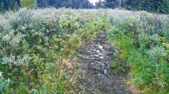 55. Экспедиция на Мультинские озера 2019 - дорога до озера Поперечное.jpg (546.51 КБ) 8155 просмотров 55. Экспедиция на Мультинские озера 2019 - дорога до озера Поперечное