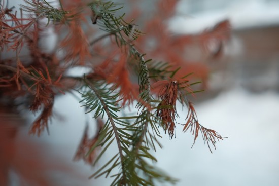 DSCF3085.JPG (214.33 КБ) 2969 просмотров Зимние краски... Остальные фломастеры у природы кончились...