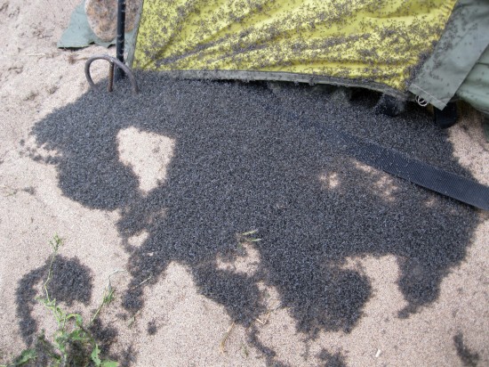 IMG_8722.JPG (515.52 КБ) 5641 просмотр это мошка