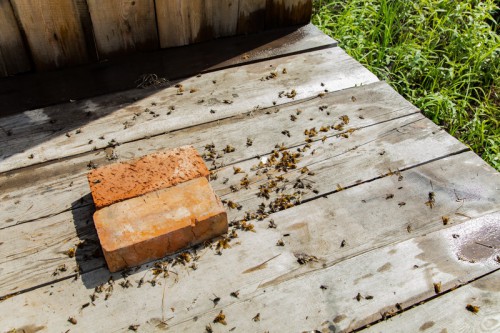 IMG_6543_1_новый размер.jpg (265.08 КБ) 5702 просмотра Практически "Апофеоз войны" по Васнецову, но с поправкой на таёжную жизнь