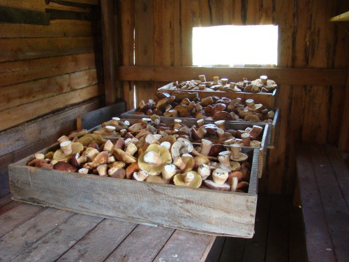 15 одна часть дневного улова.jpg (320.38 КБ) 5652 просмотра 15 одна часть дневного улова.jpg