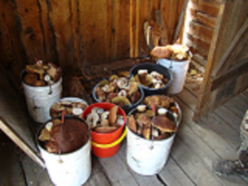 16 вторая часть дневного улова.jpg (371.97 КБ) 5614 просмотров 16 вторая часть дневного улова.jpg