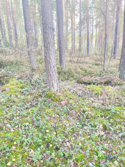 IMG-20210919-WA0018.jpg