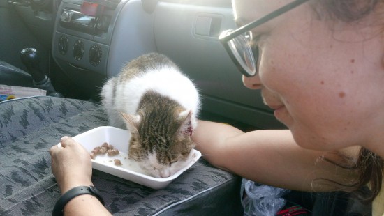 возвращение блудной кошки