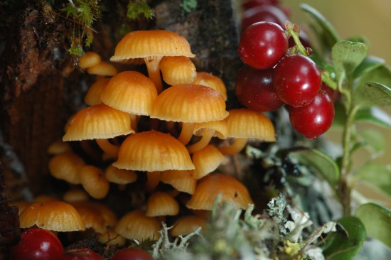 DSC_4486.JPG