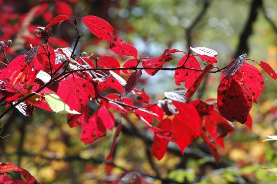 DSC_4172.JPG