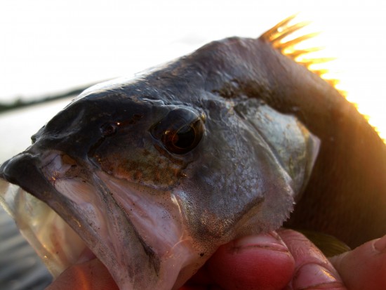 а теперь горбатый