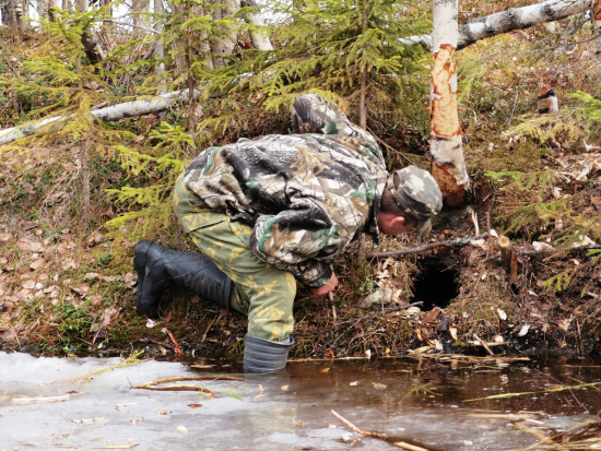 Где-то там бобер