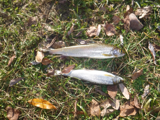 DSCF8888.JPG