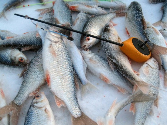 IMG_1129_.jpg (366.47 КБ) 4674 просмотра Такая она сорожка