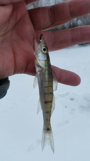 2018-02-03 20.07.53.jpg