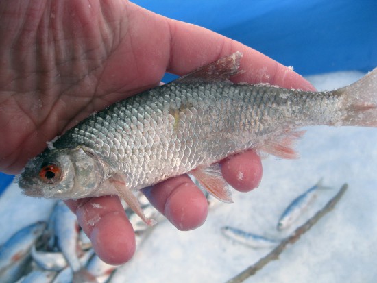 IMG_1298_.jpg (301.5 КБ) 4503 просмотра В среднем такая сорога и ловилась