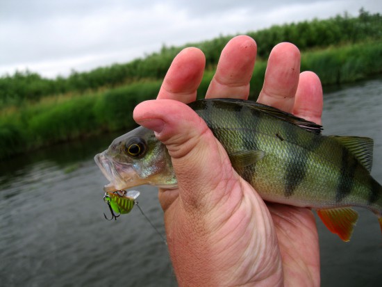 IMG_1899.JPG (235.47 КБ) 4993 просмотра Полосатый детеныш