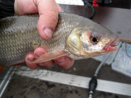 Подъязочек