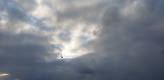 002.Чайка и суровое небо.jpg